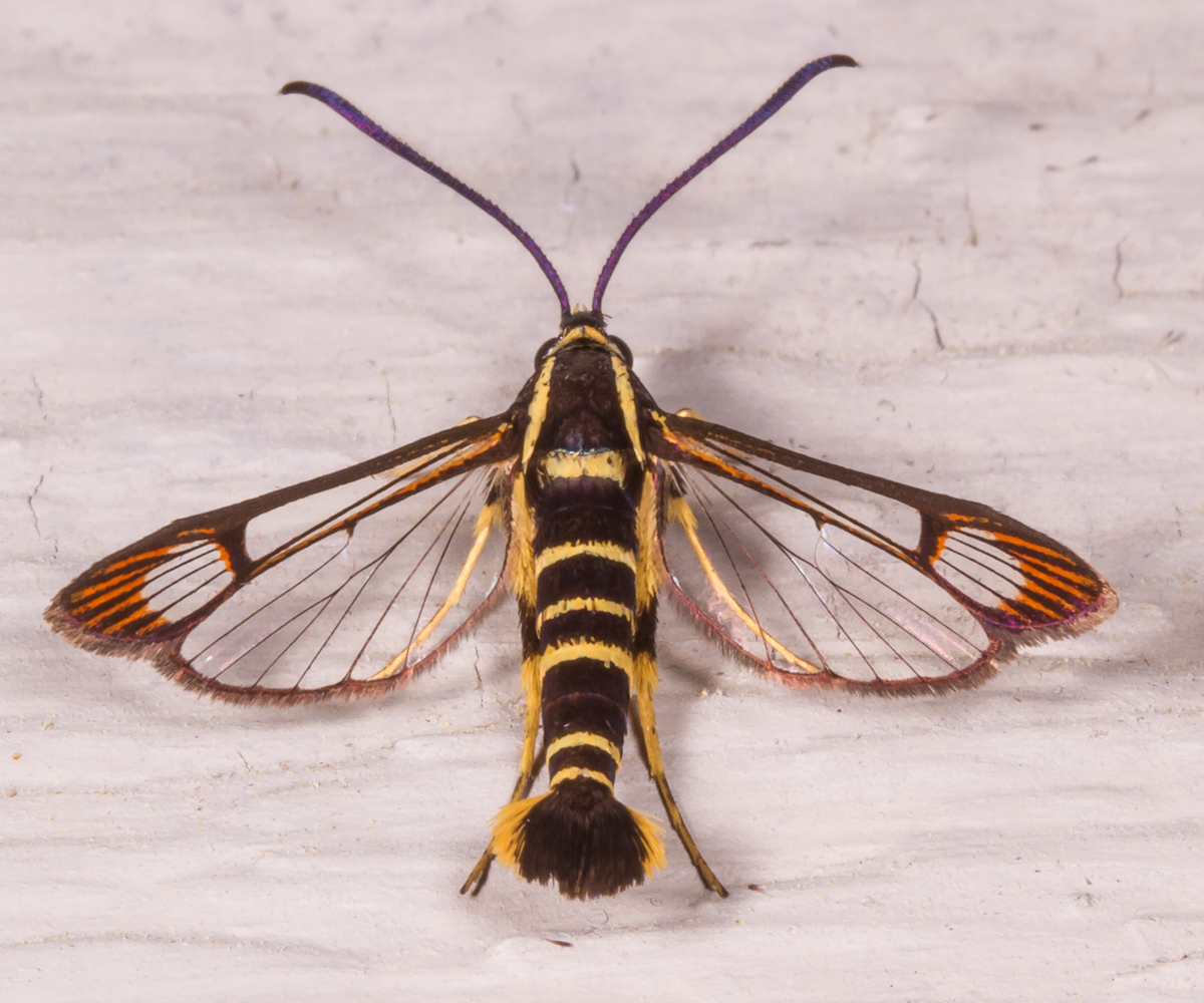 Dogwood Borer Moth
