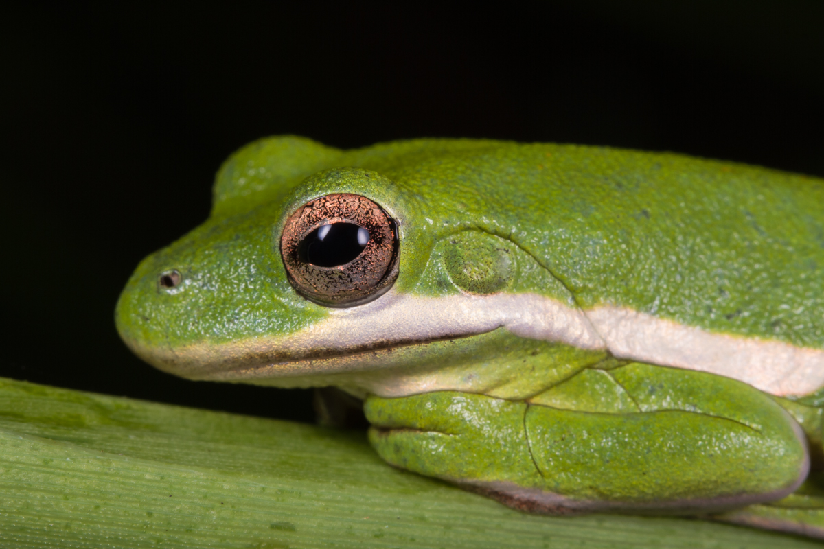 Green treefrog ARNWR closeup