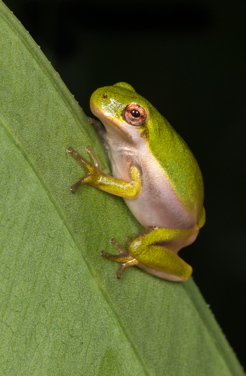 Green treefrog juvenile