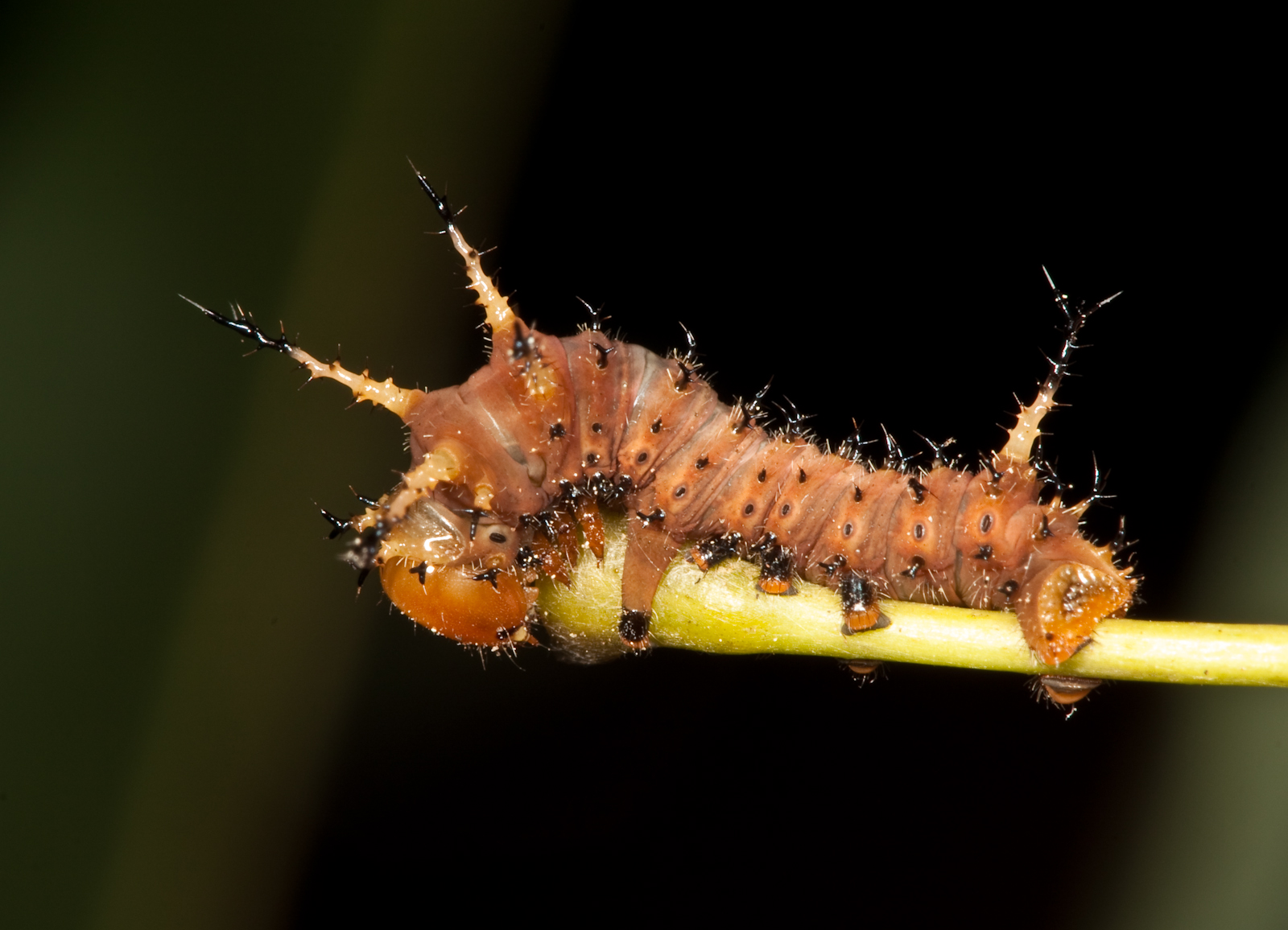 Imperial moth early instar