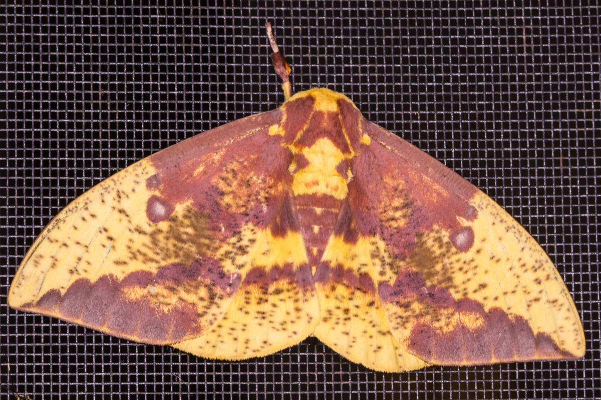 Imperial Moth, male 1