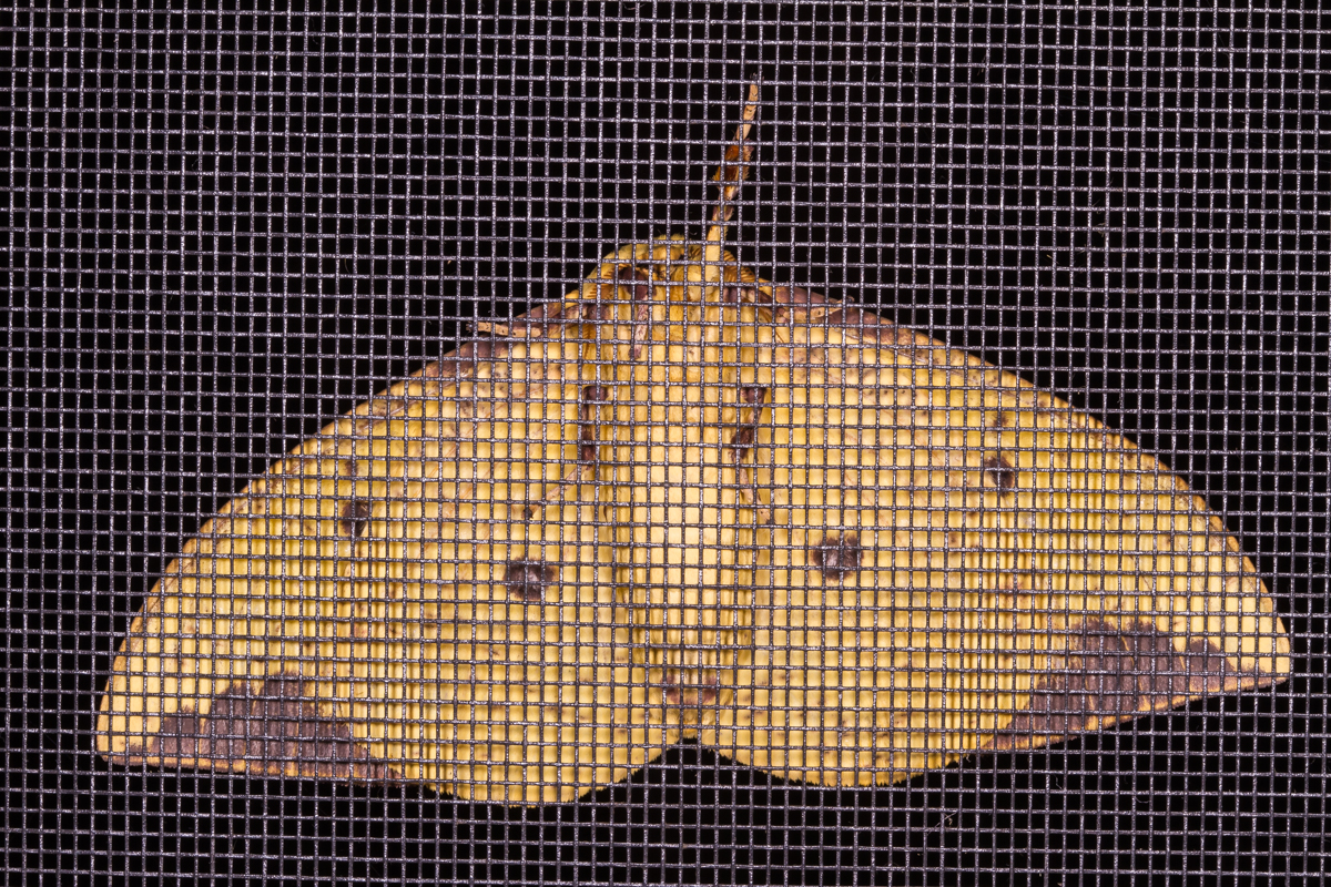 imperial Moth, male, underside