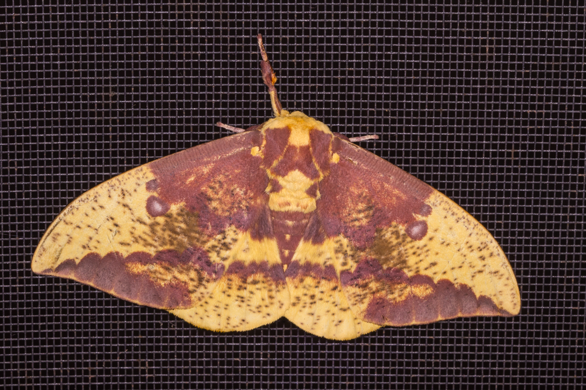 Imperial Moth, male