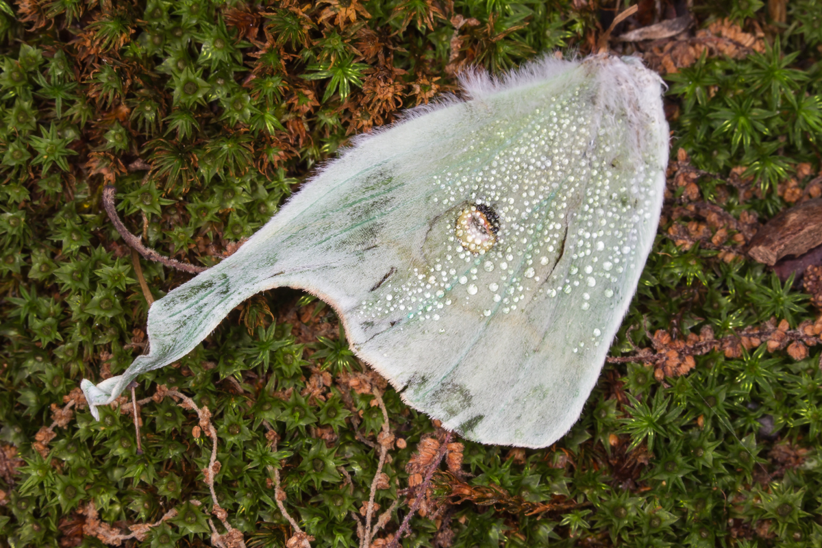 Luna Moth wing with dew 2