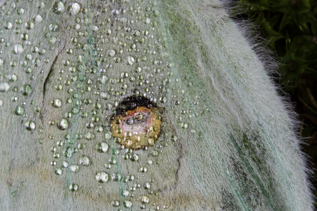 Luna Moth wing with dew