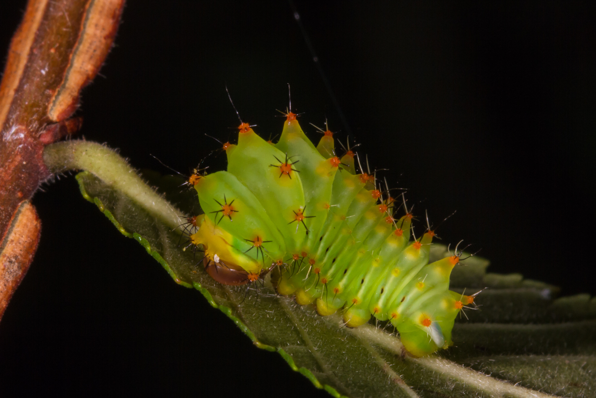 Polyphemus larva - early instar 2