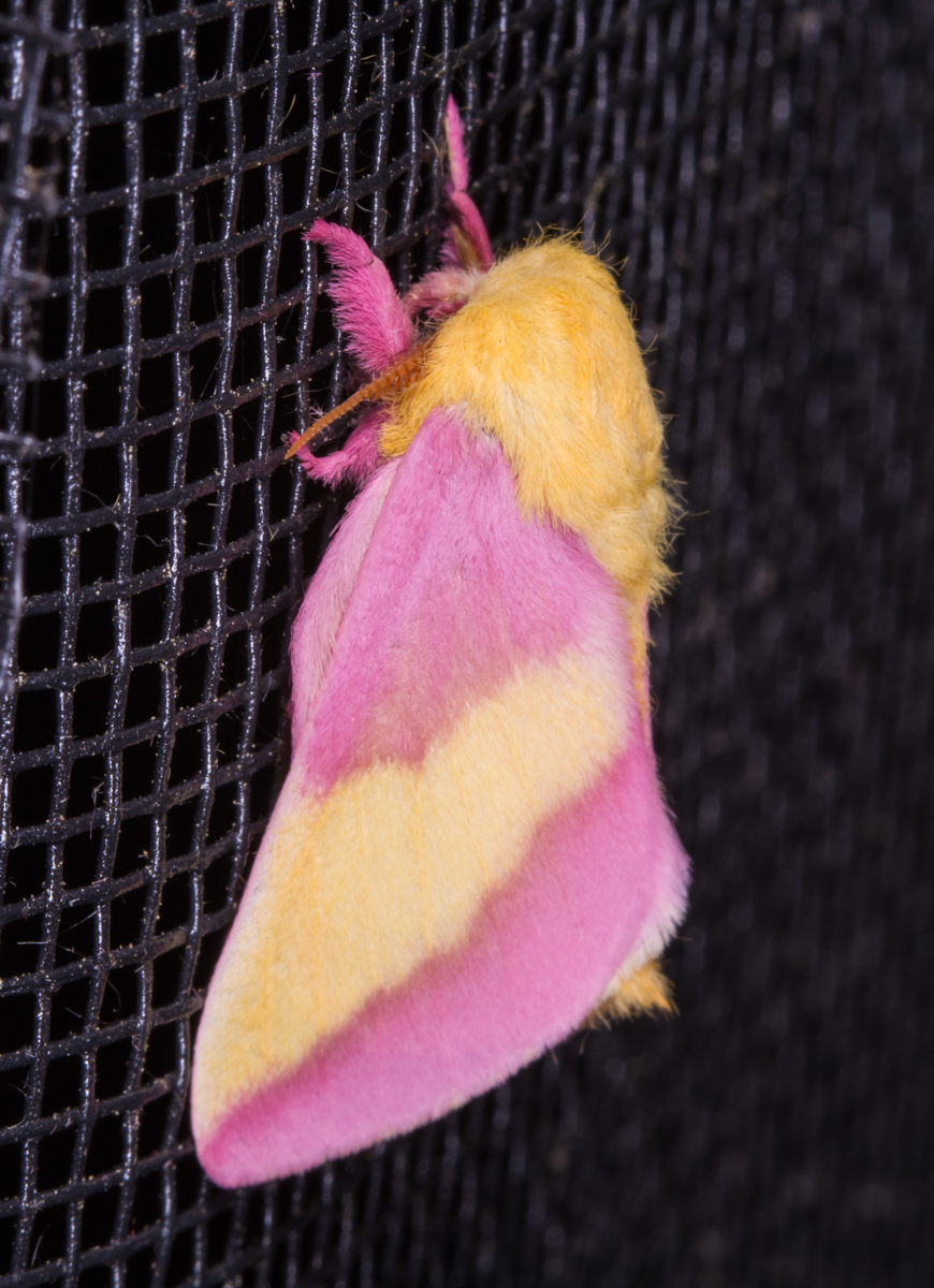 Rosy Maple Moth