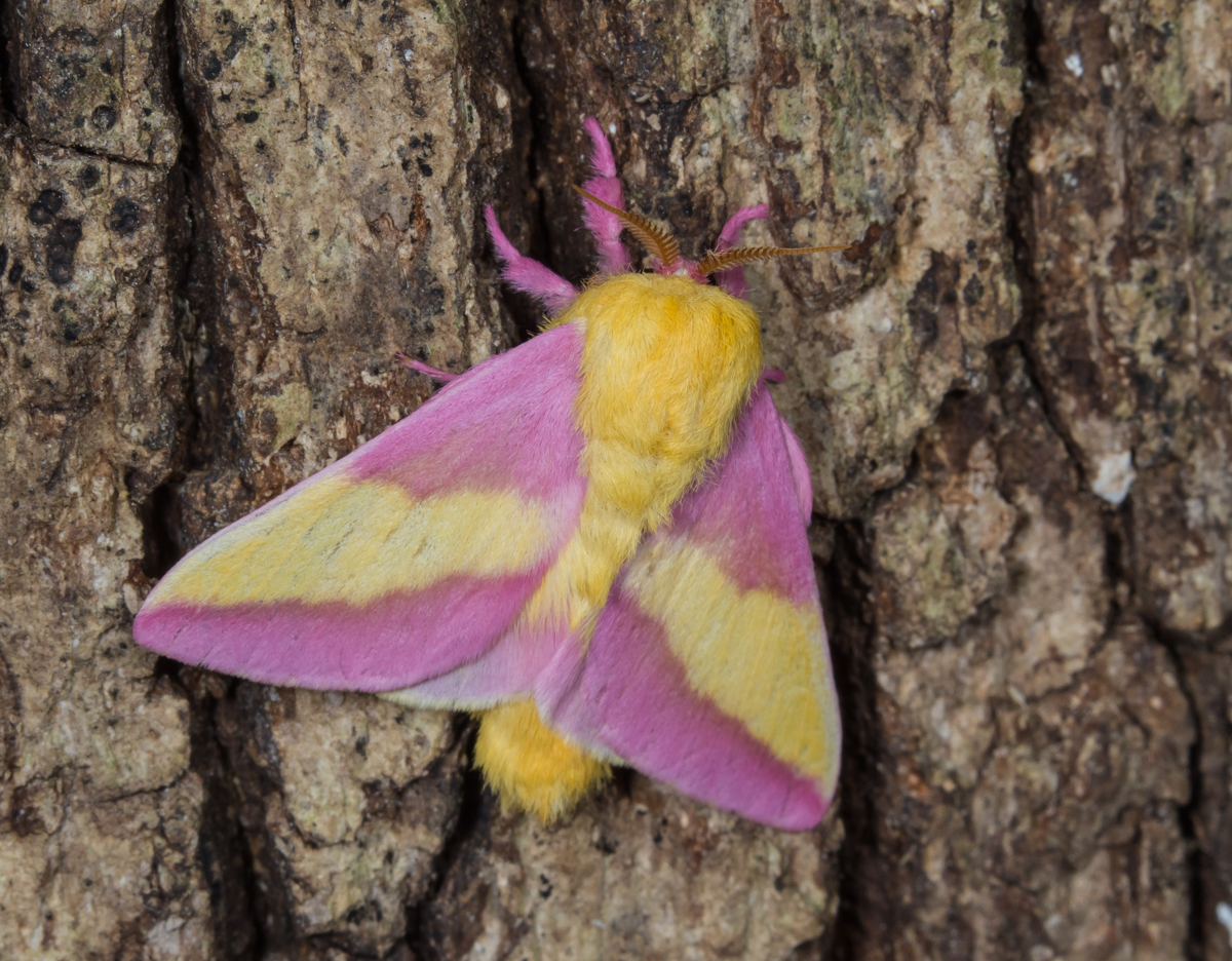 Rosy Maple Moth on tree