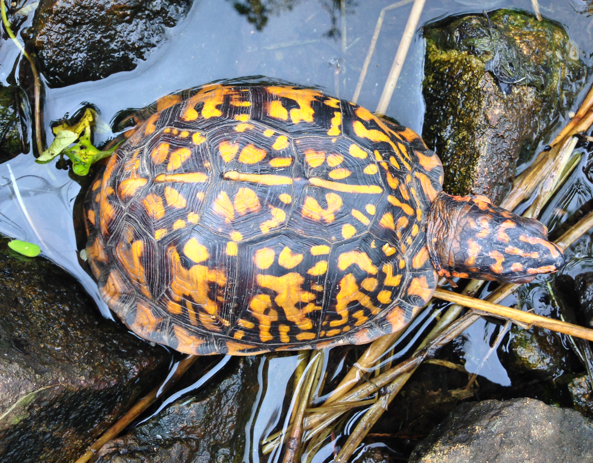 box turtle from above