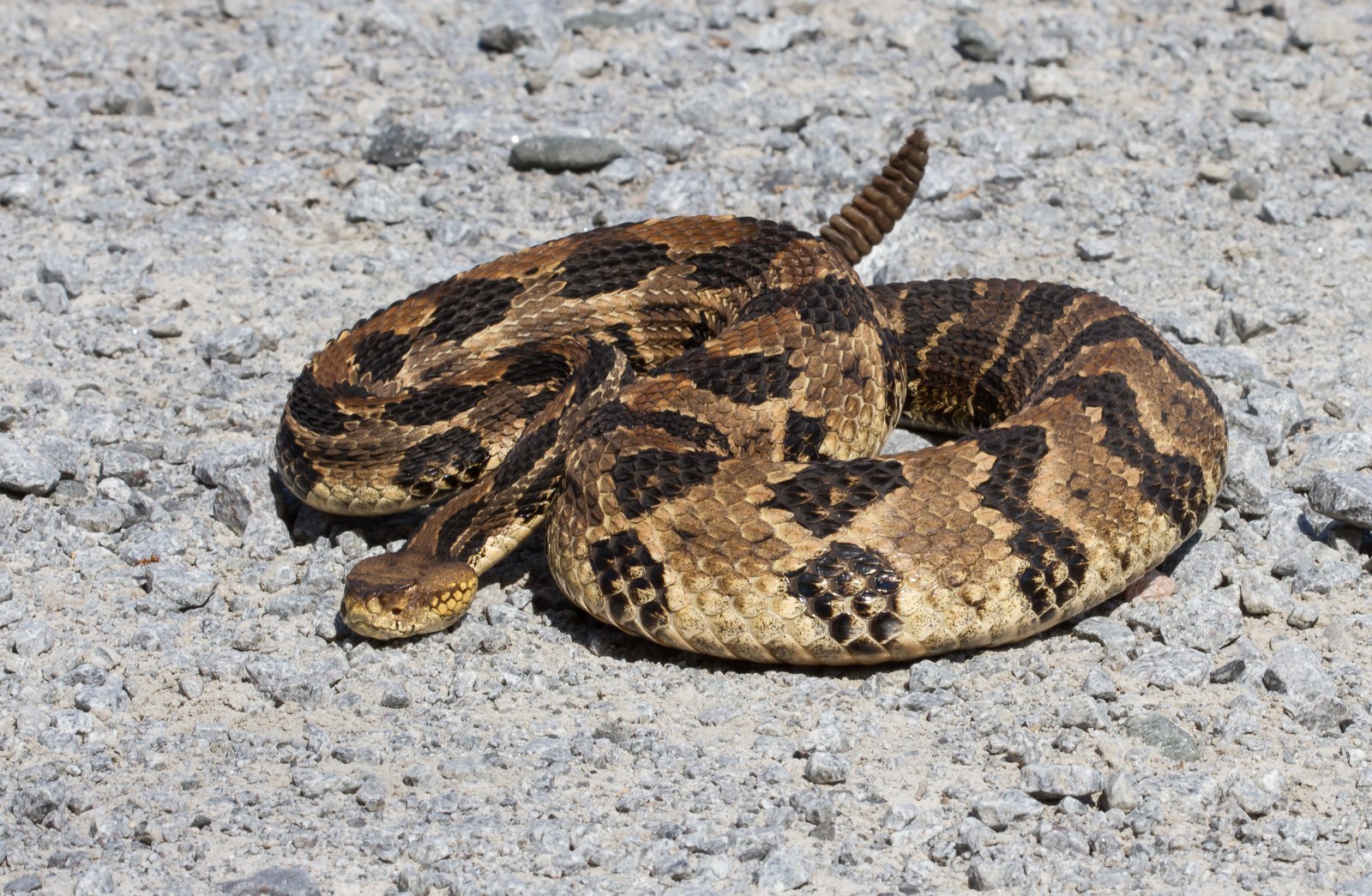 Canebrake Rattlesnake adult defensive posture 1