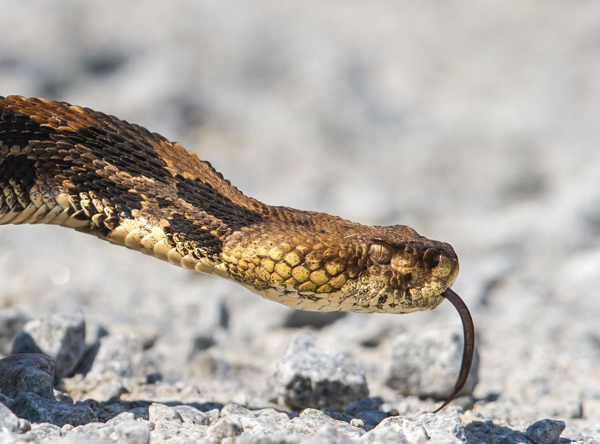 Canebrake Rattlesnake adult head