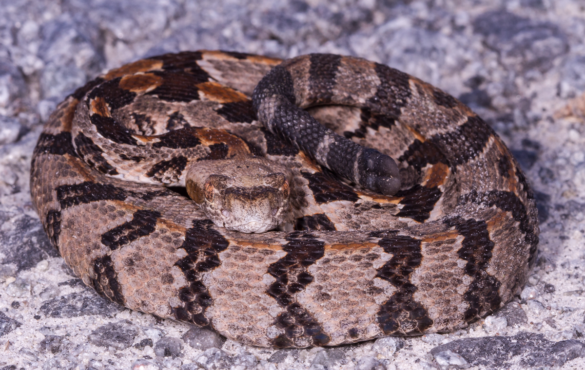 Canebrake Rattlesnake juvenile 2