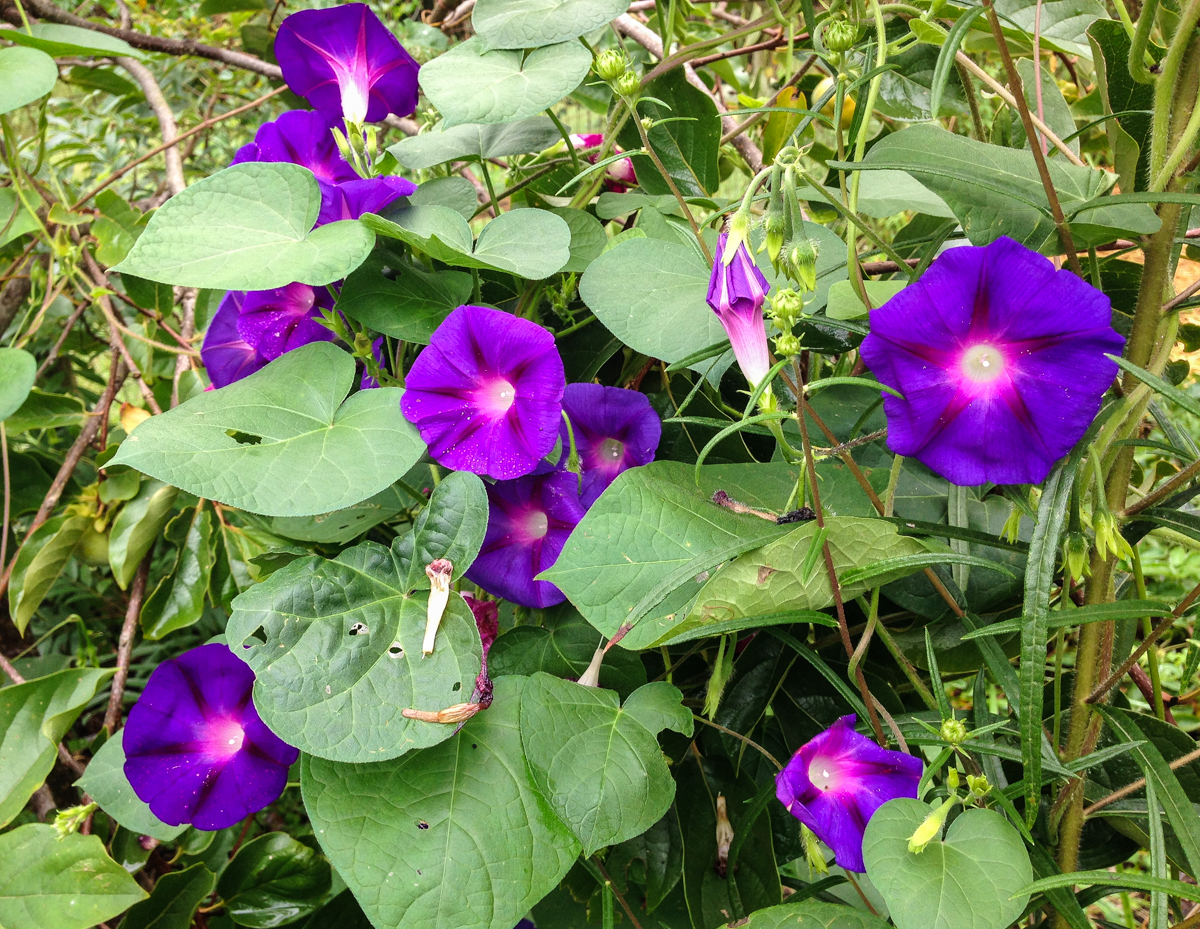 Common Morning Glories