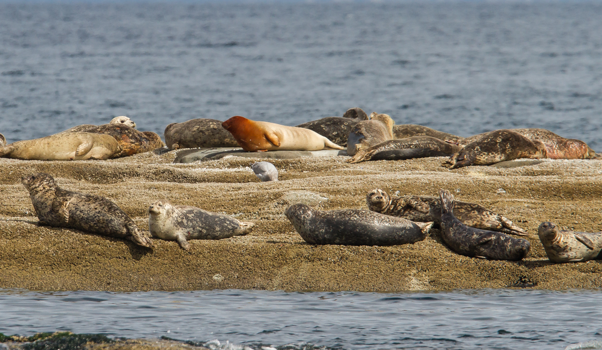 Harbor Seals hauled out on rock 1