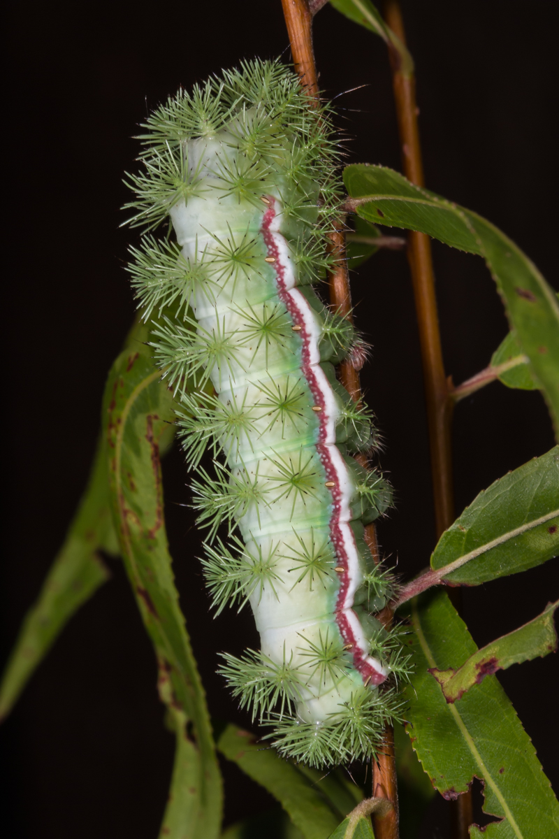 Io caterpillar