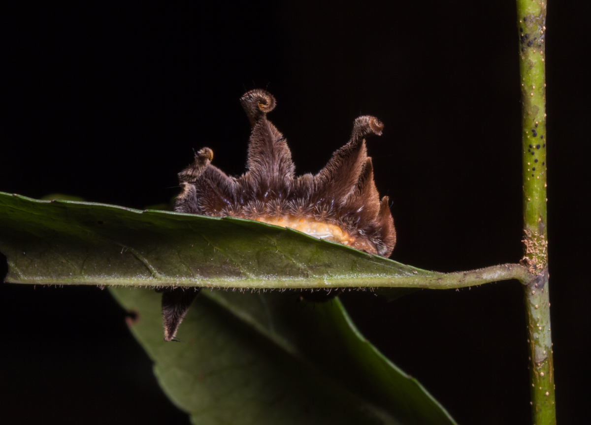 Monkey Slug caterpillar 2