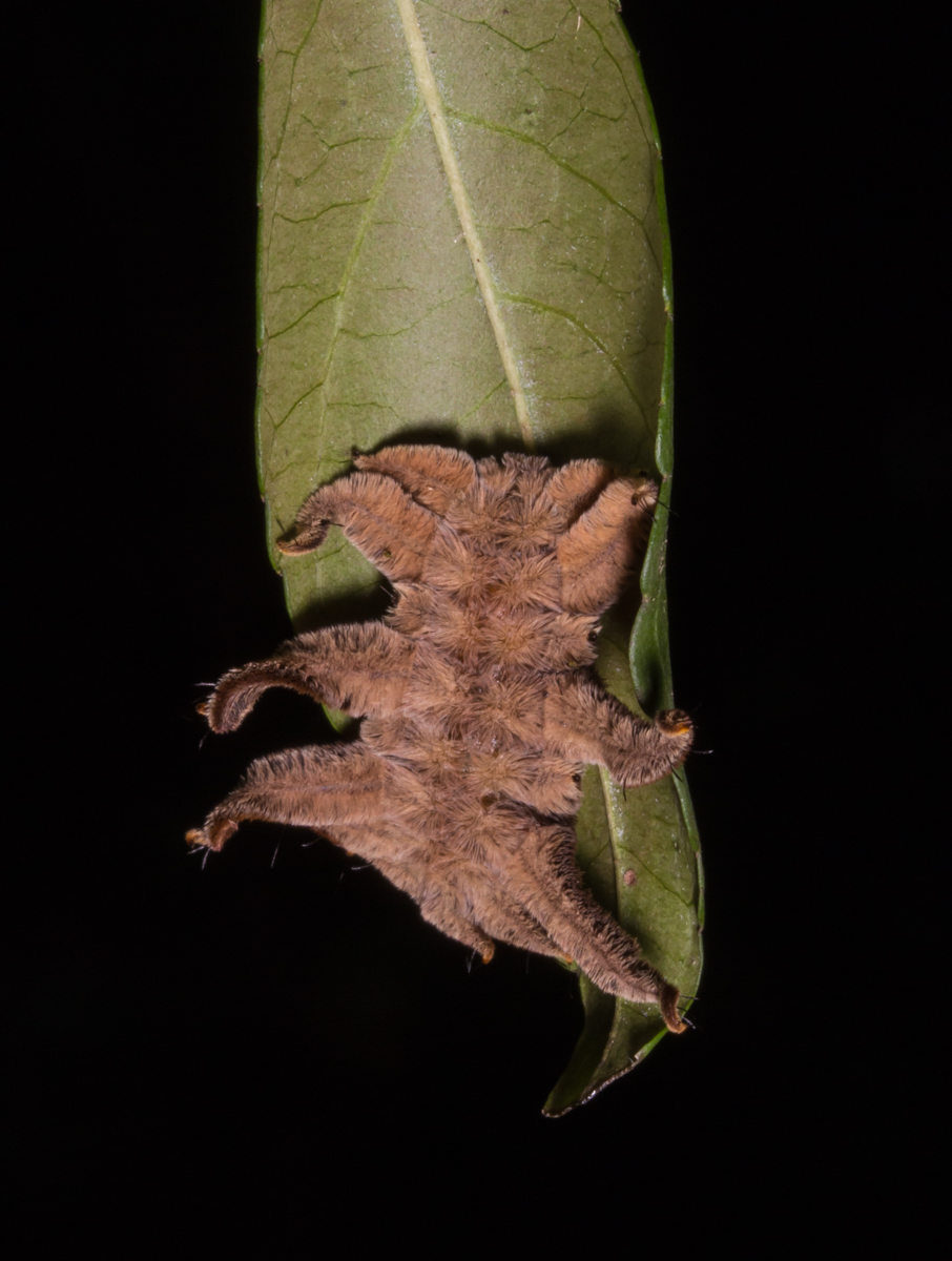 Monkey Slug caterpillar 4