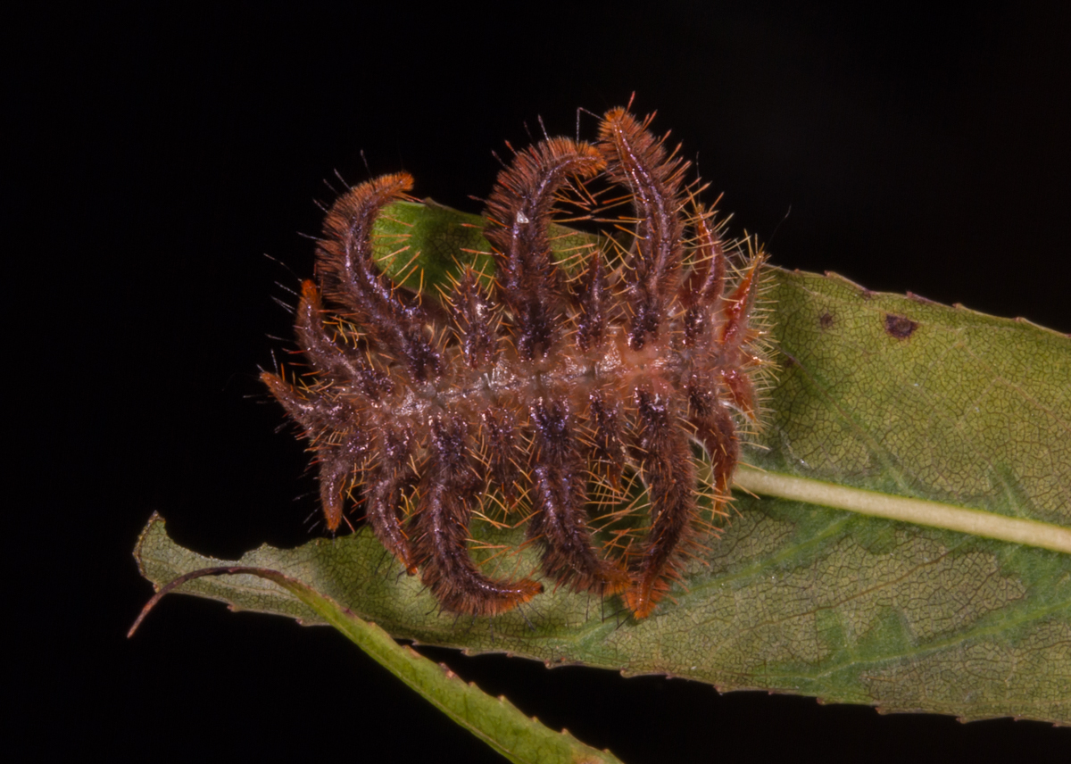 Monkey Slug caterpillar 5