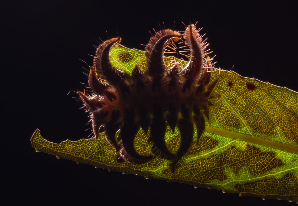 Monkey Slug caterpillar 6