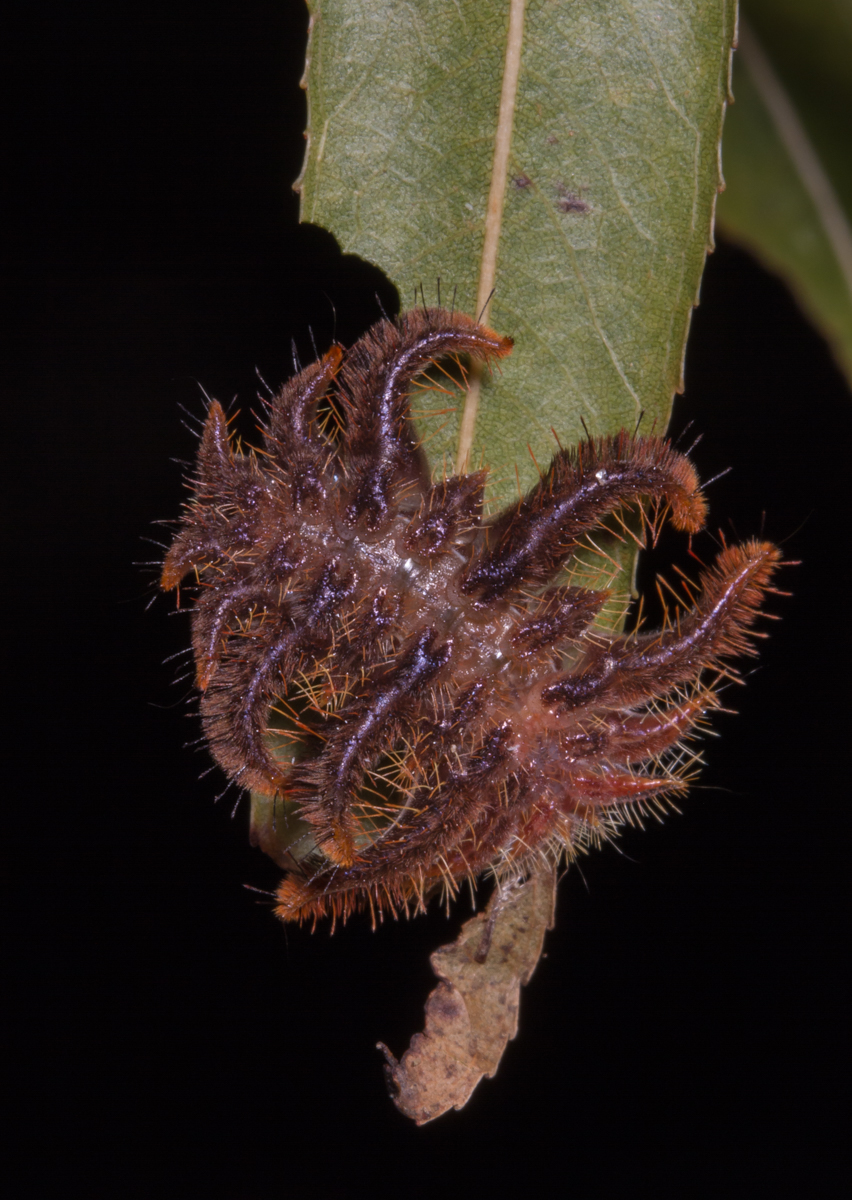 Monkey Slug caterpillar