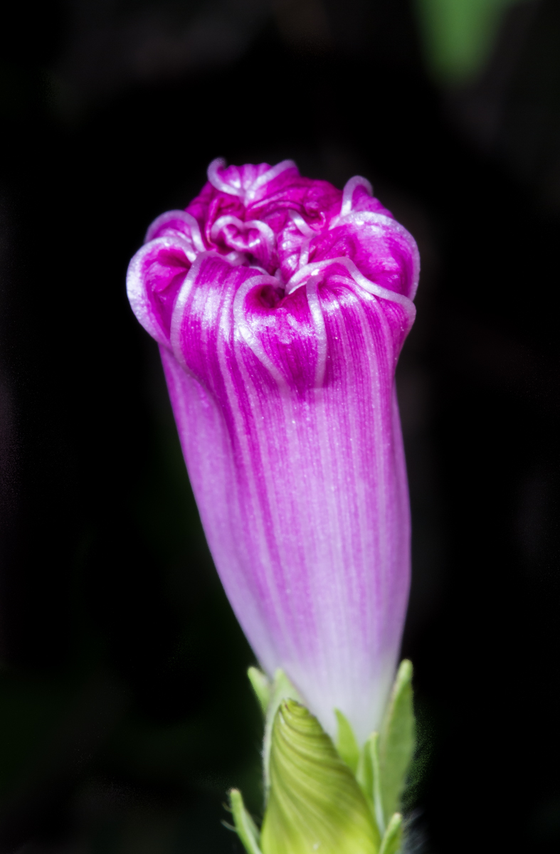 Morning Glory closed 1