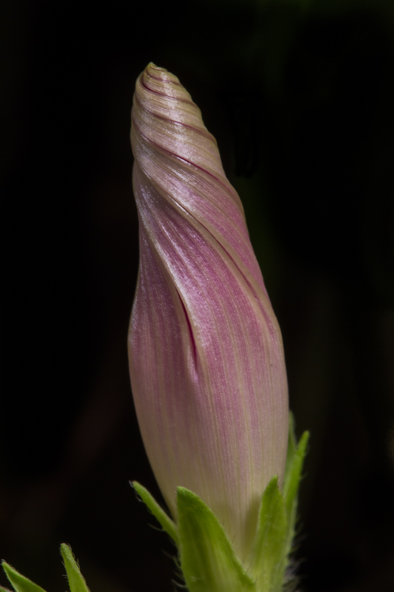 Morning Glory flower bud 1