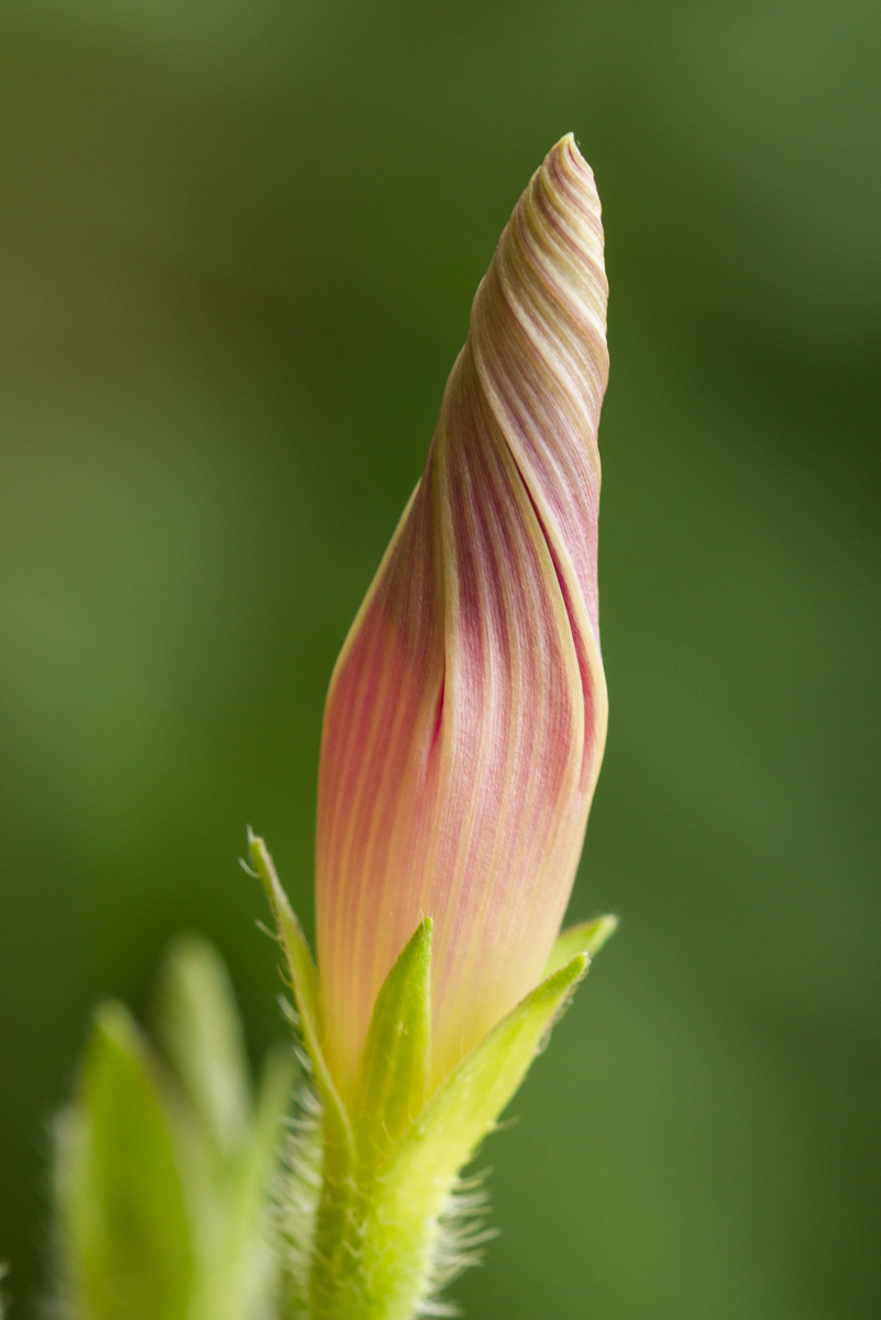 Morning Glory flower bud