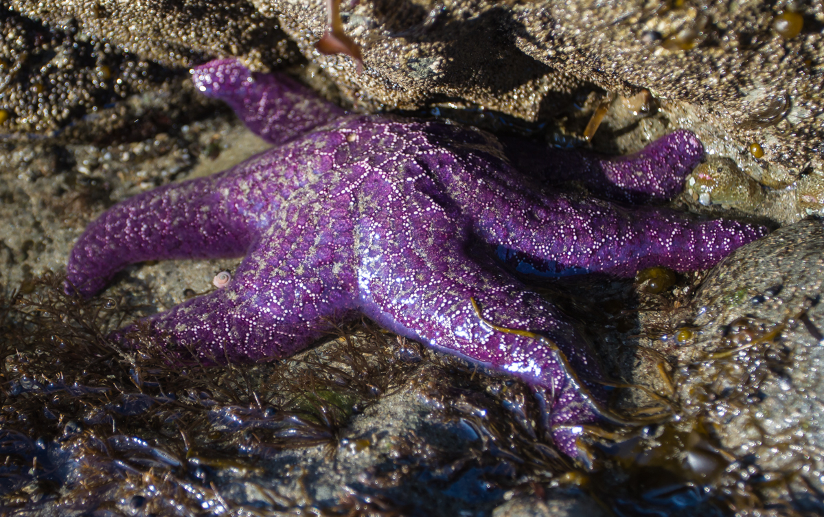 Ochre Sea Star