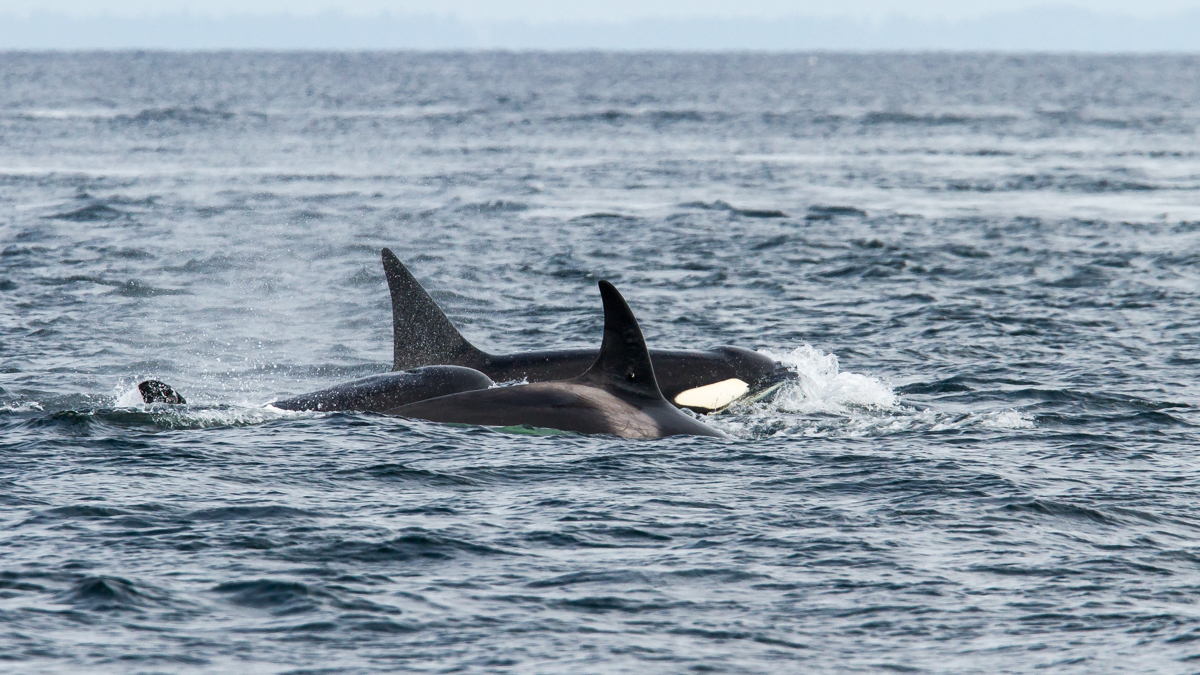 Orcas 2