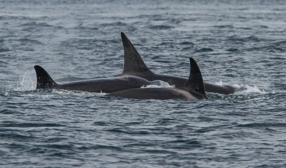 Orcas 3