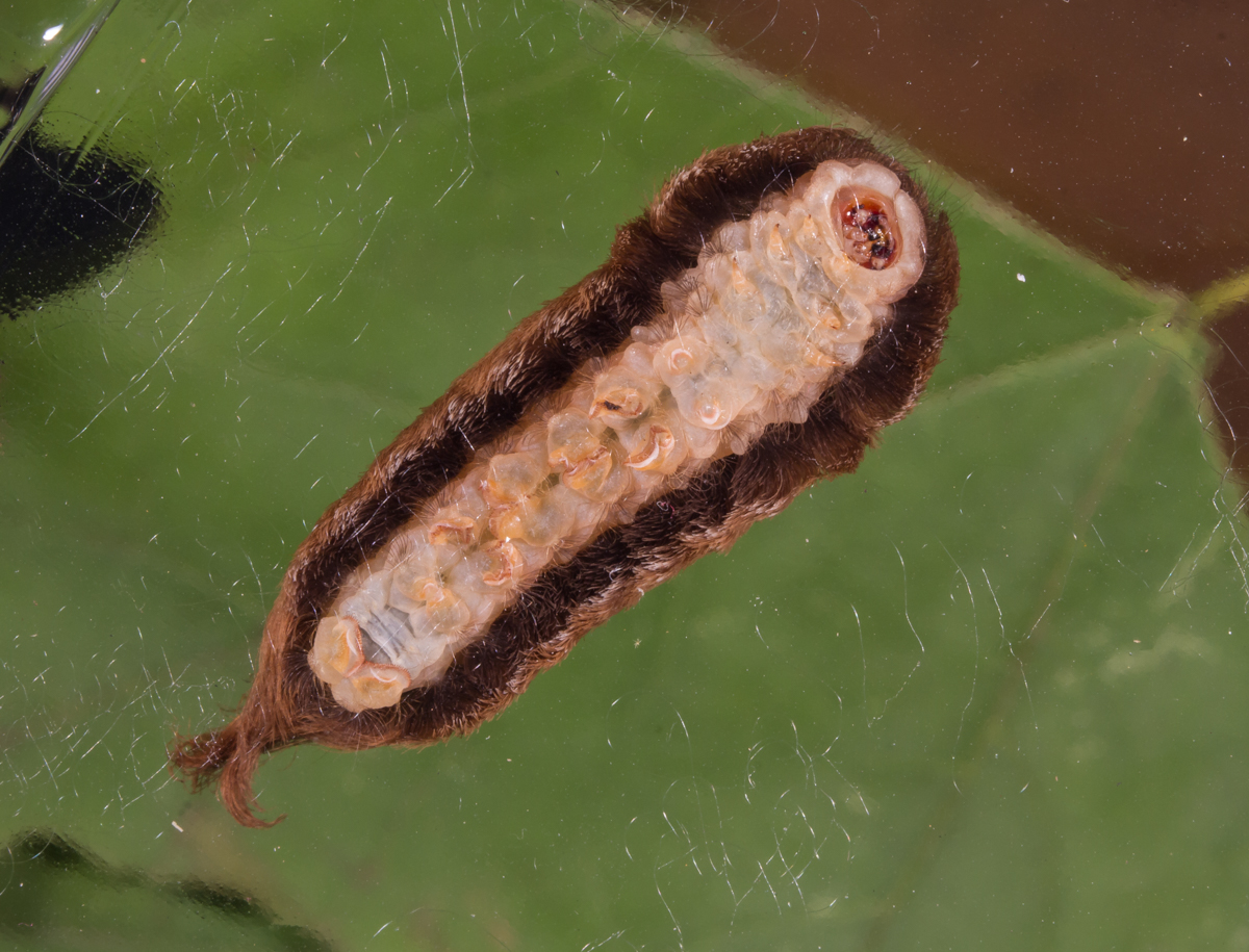 Puss Caterpilar underside