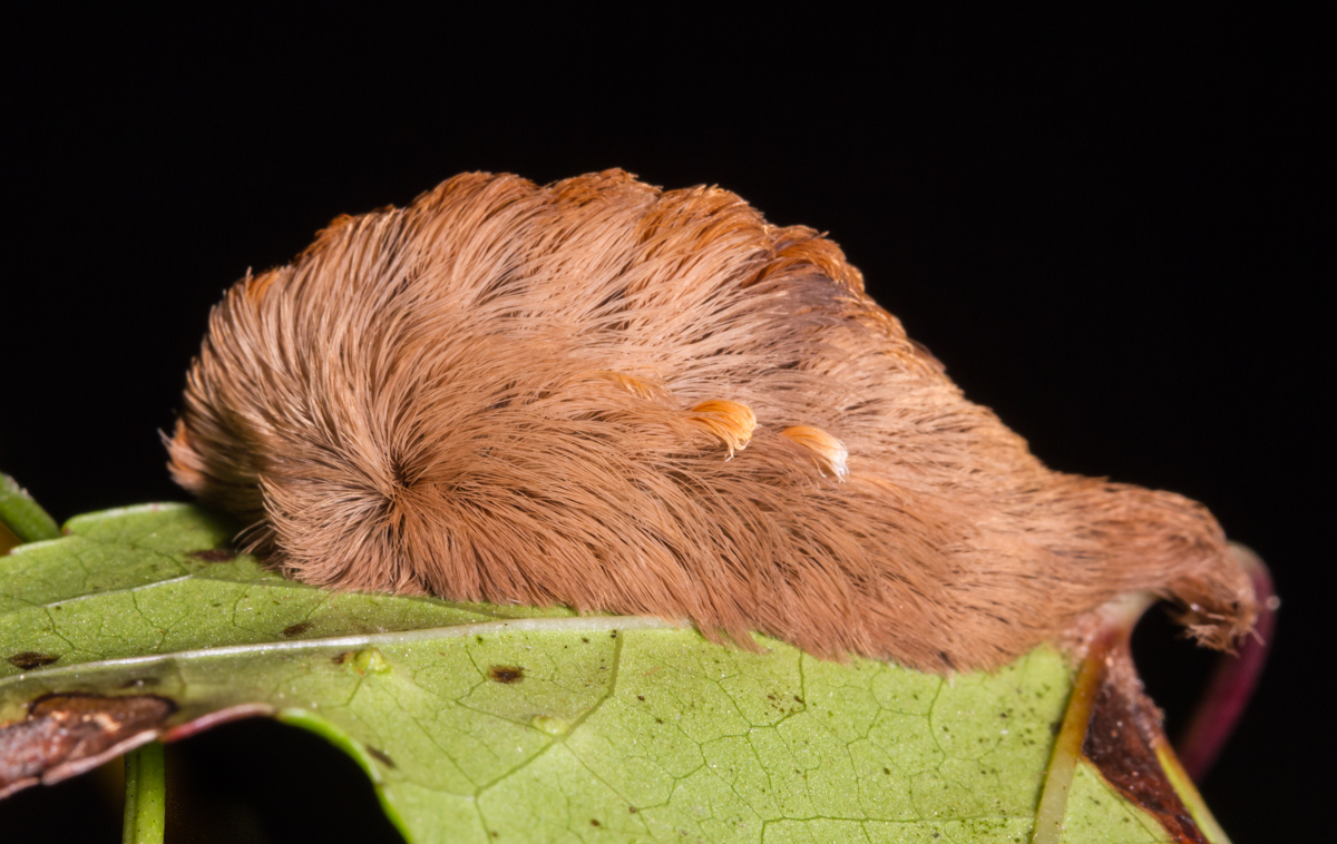 puss caterpillar later instar