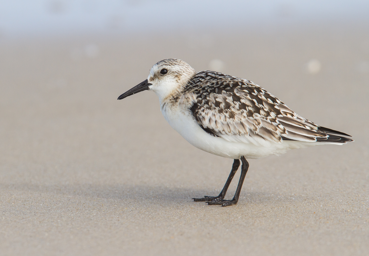 Sanderling