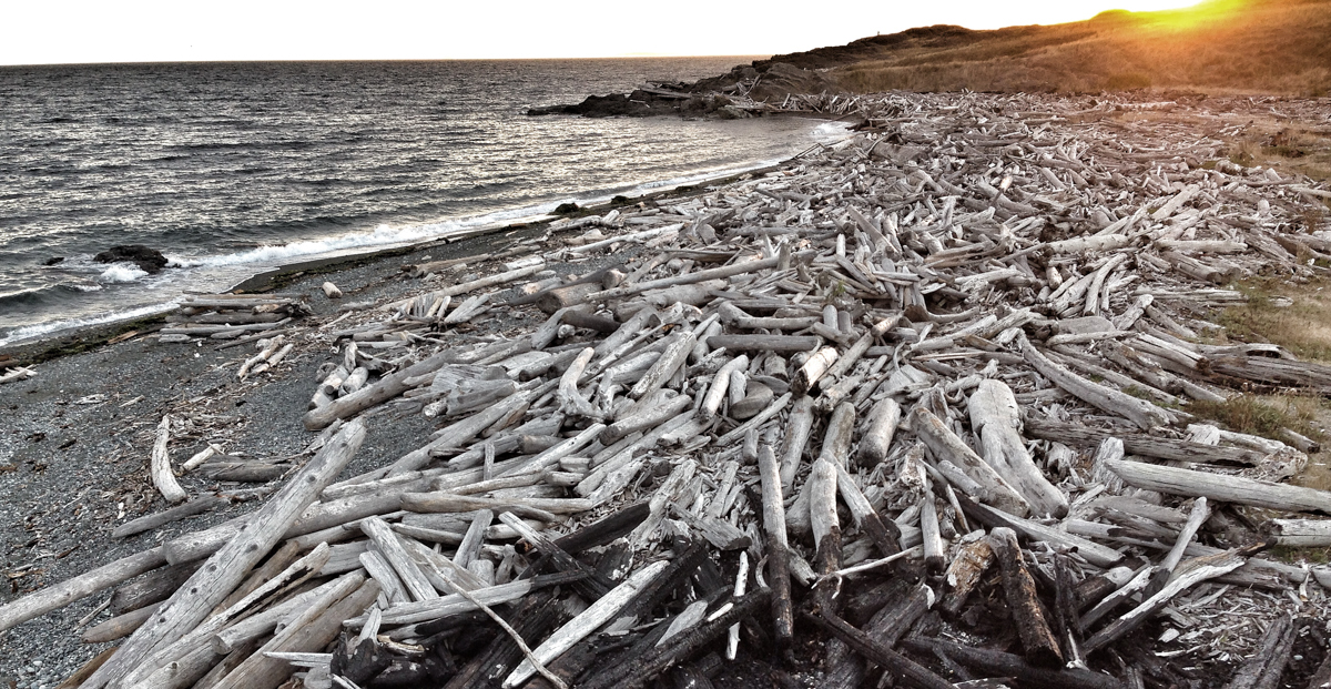 South Beach drfitwood piles