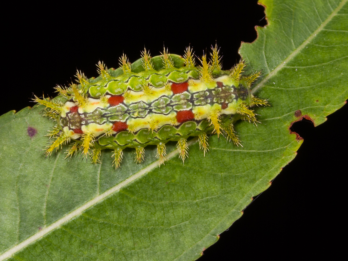 Spiny Oak-Slug top view