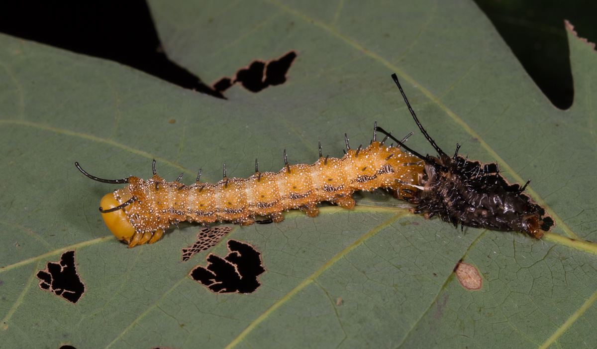 Spiny Oakworm shedding