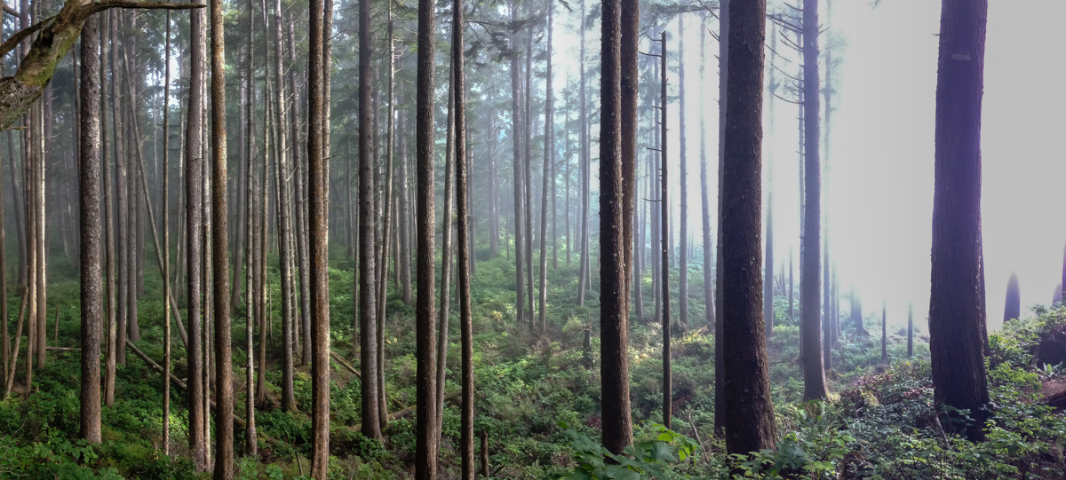 Third Beach headland forest pano