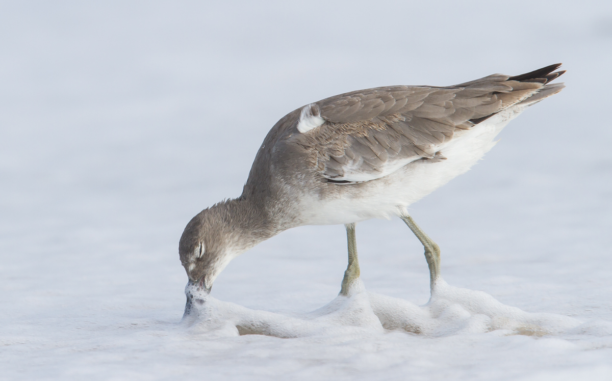 Willet probing