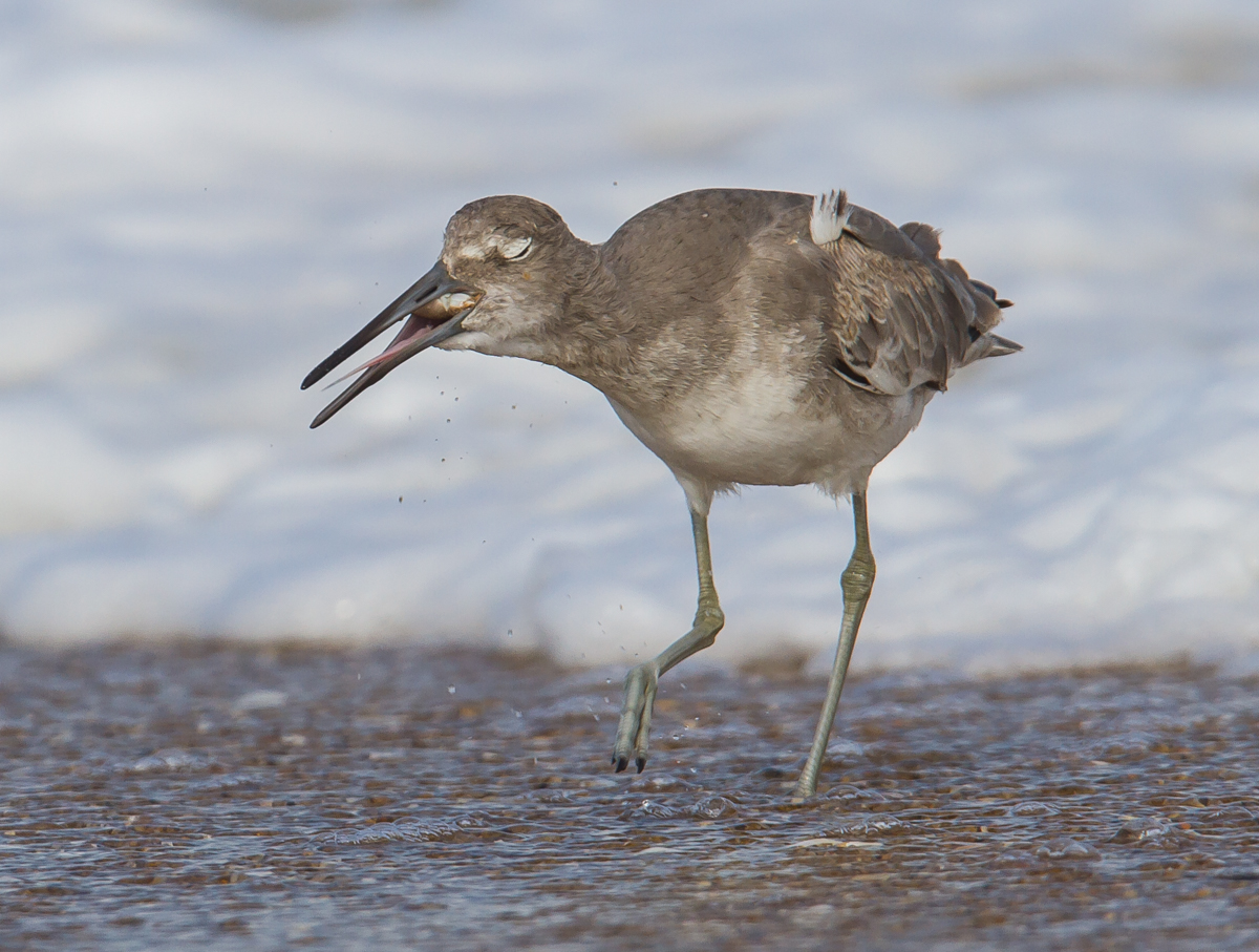 Willet swallowing mole crab 1