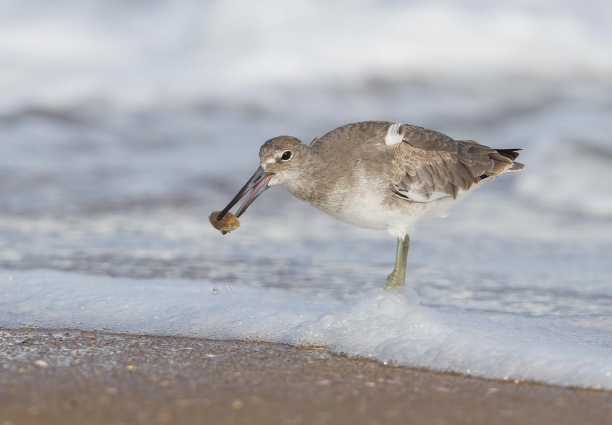 Willet with mole crab 2