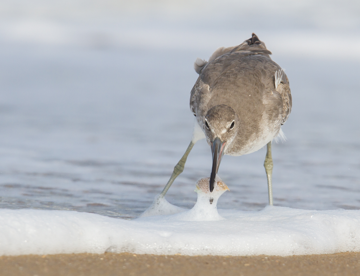 Willet with mole crab 3