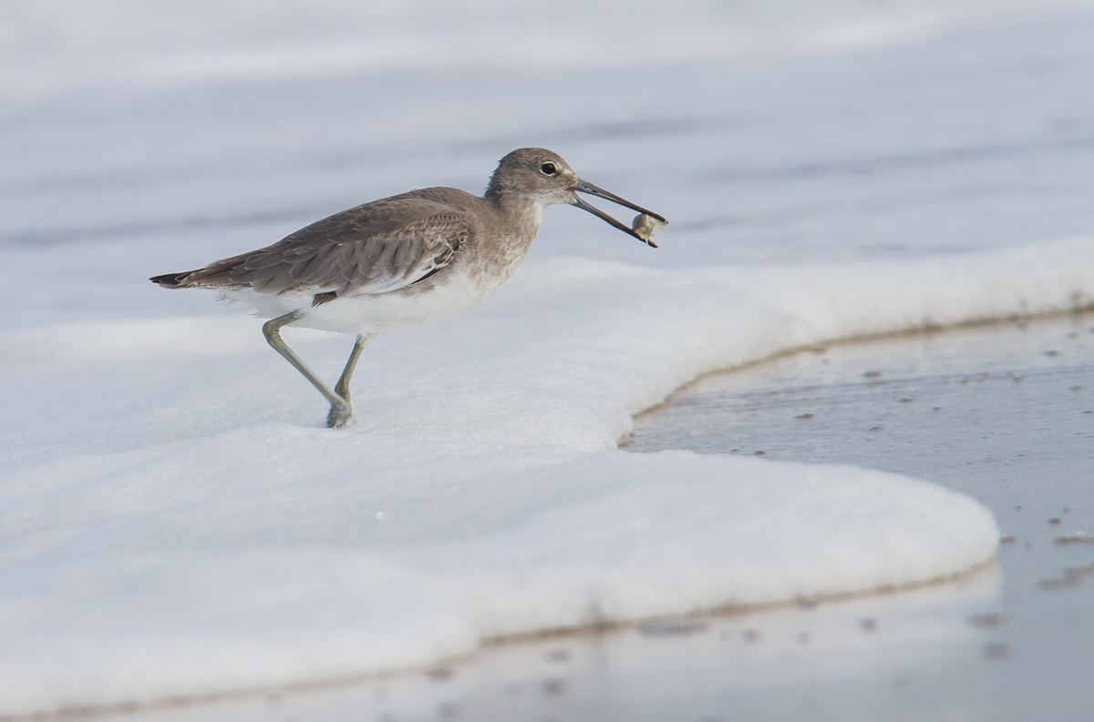 Willet with mole crab