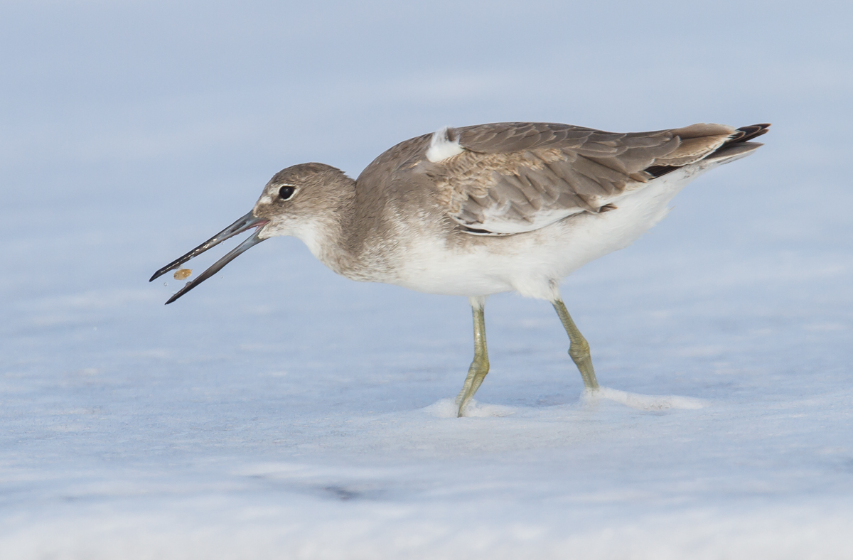Willet with small mole crab