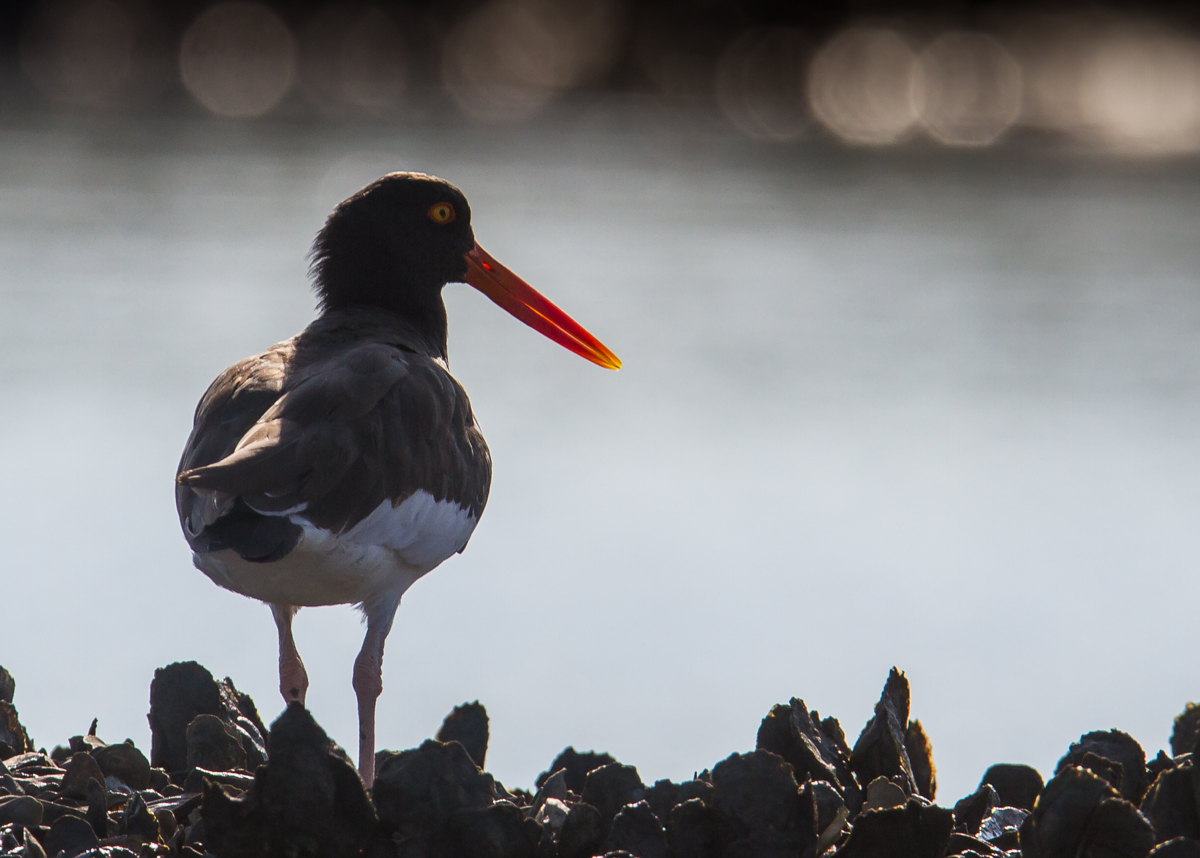 American Oystercatcher on marsh bank