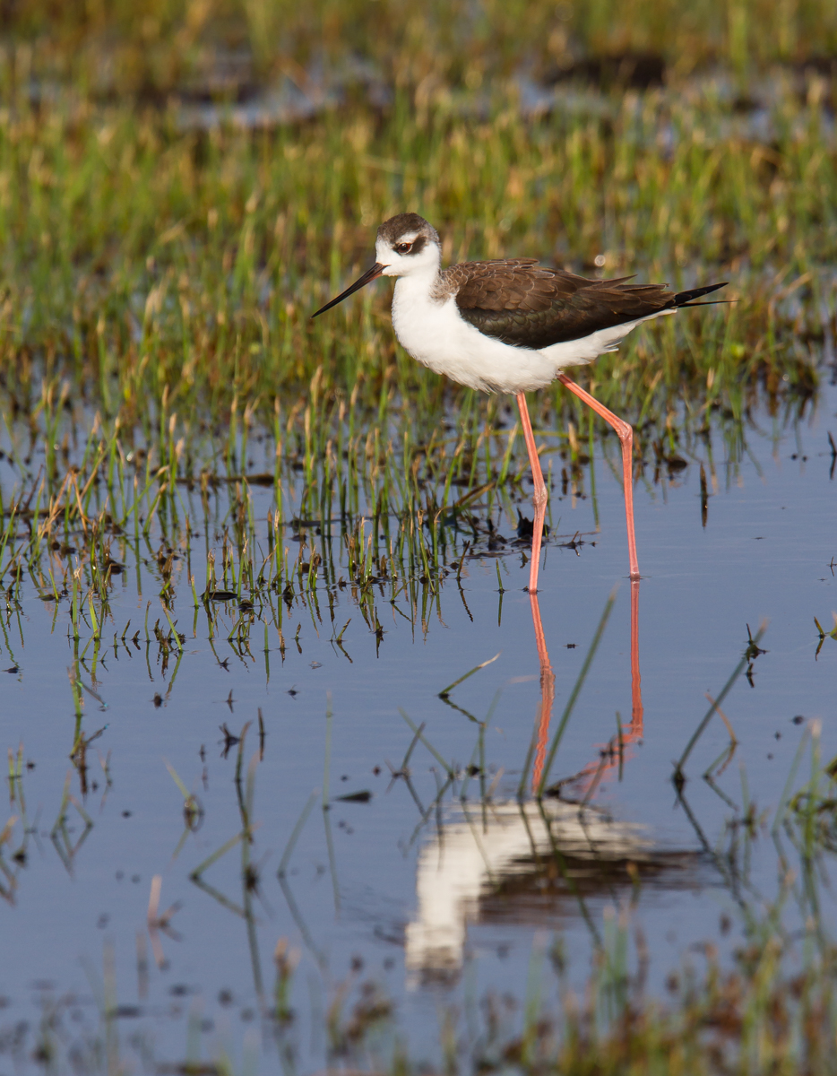 Black-necked Stilt and reflection 1