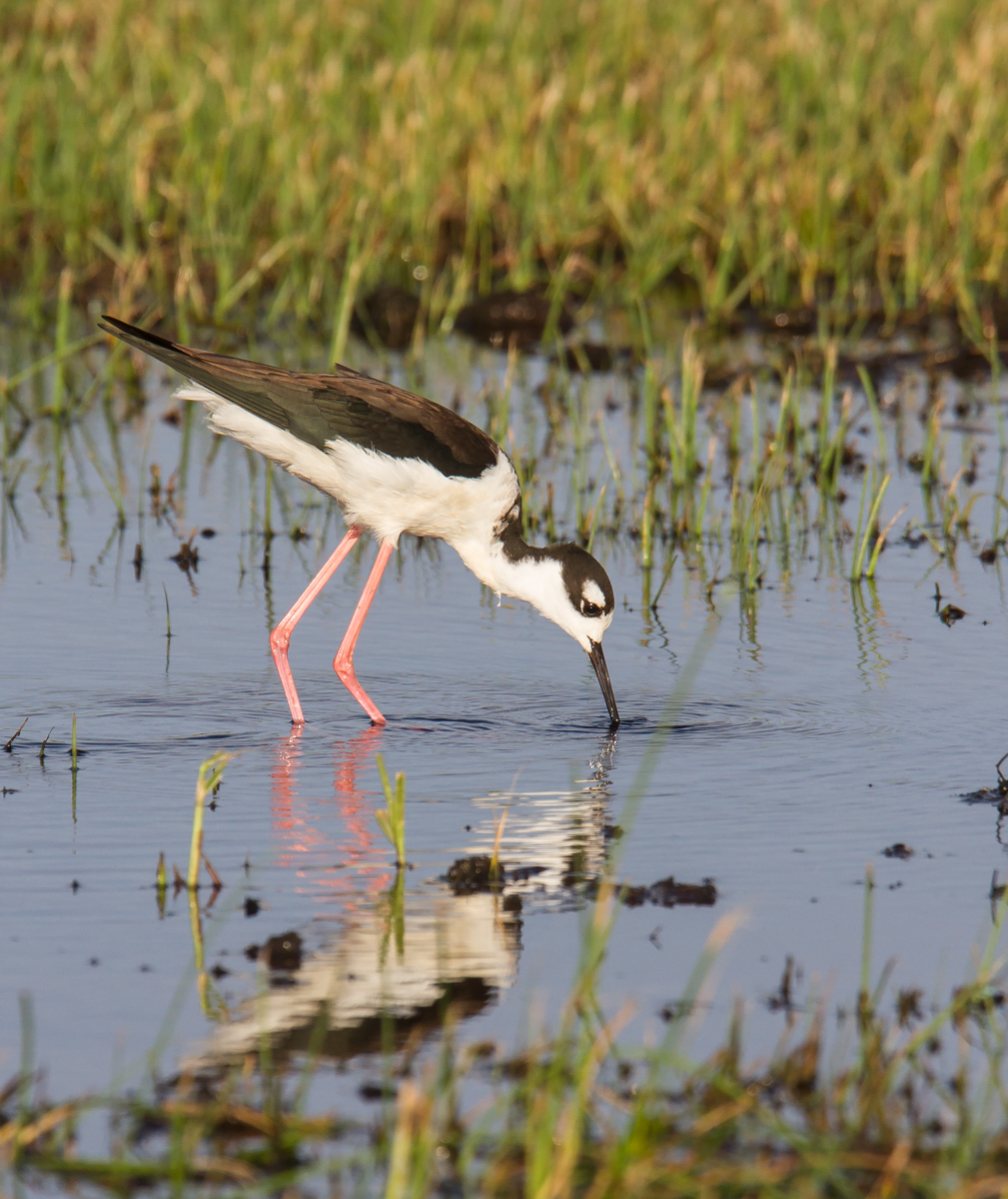 Black-necked Stilt feeding 1