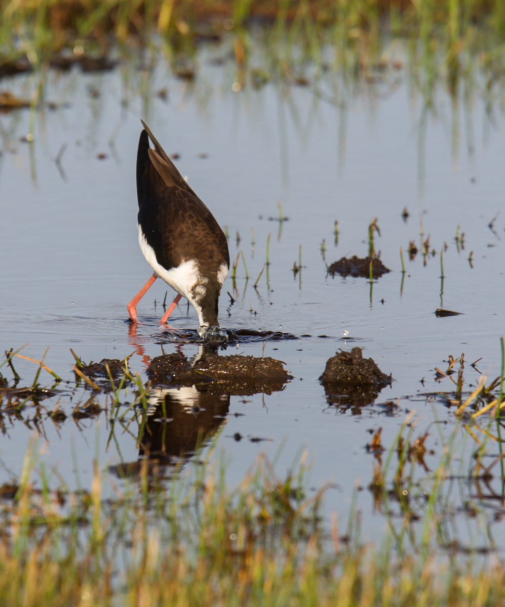 Black-necked Stilt feeding 2
