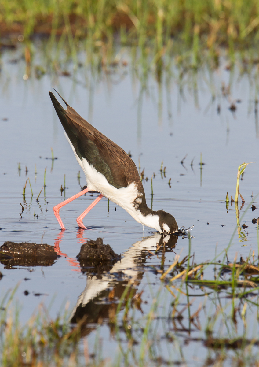 Black-necked Stilt feeding 3