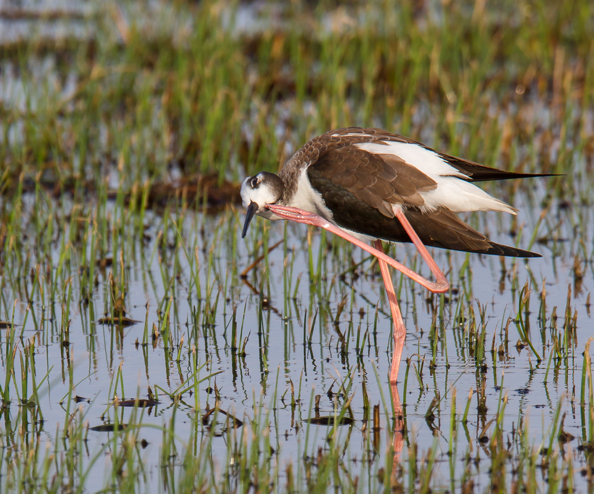 Black-necked Stilt preening 1