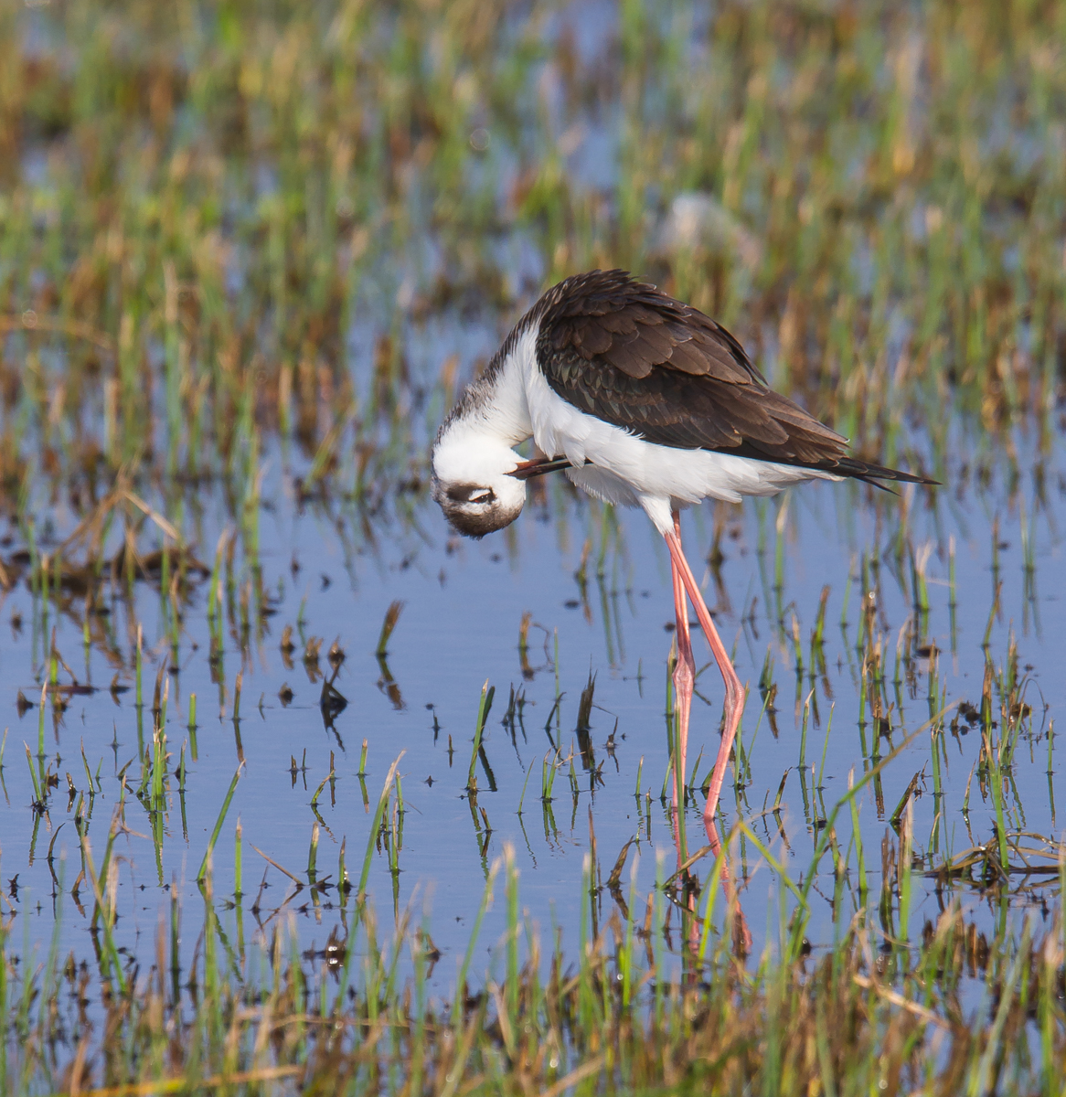 Black-necked Stilt preening